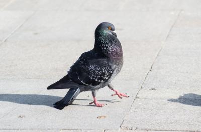 Прикрепленное изображение: DSC_7745-1.jpg